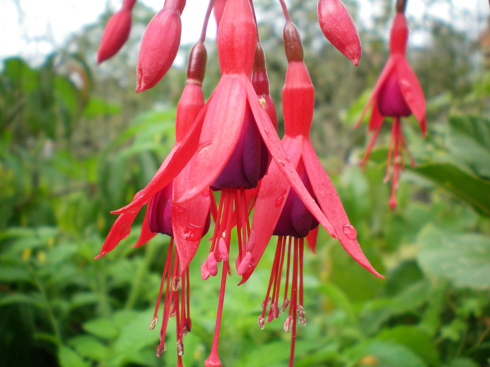 FLORES DE OTOÑO