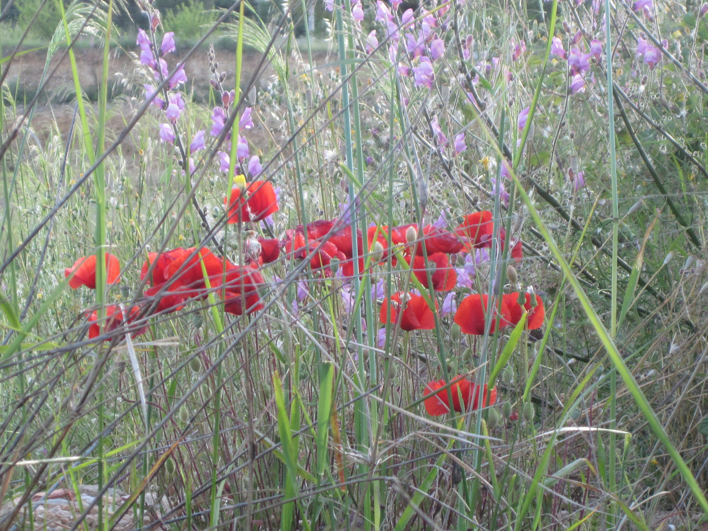 Flores de otoño