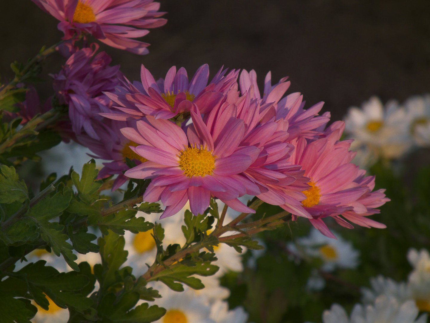 FLORES DE OTOÑO