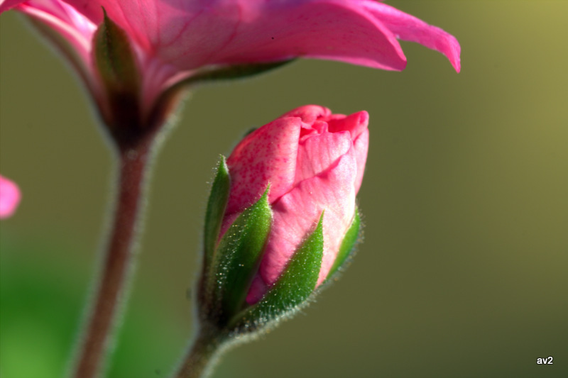 flores de otoño