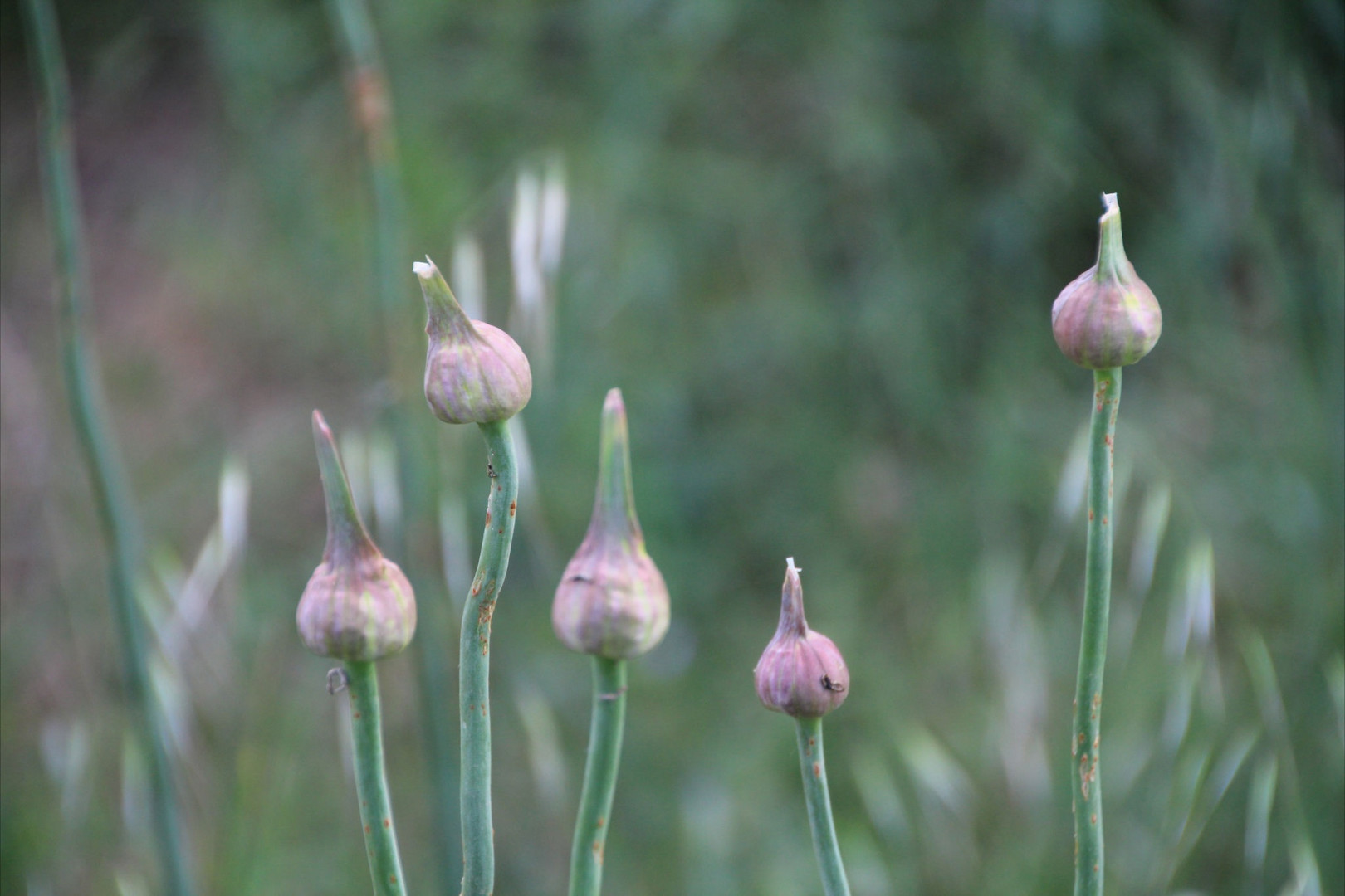 Flores de otro planeta