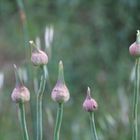 Flores de otro planeta