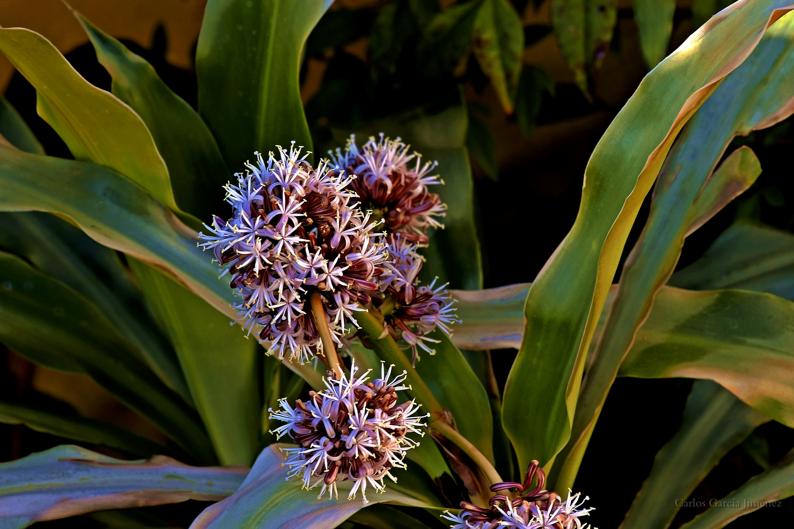 Flores de palo de agua