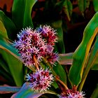 Flores de palo de agua