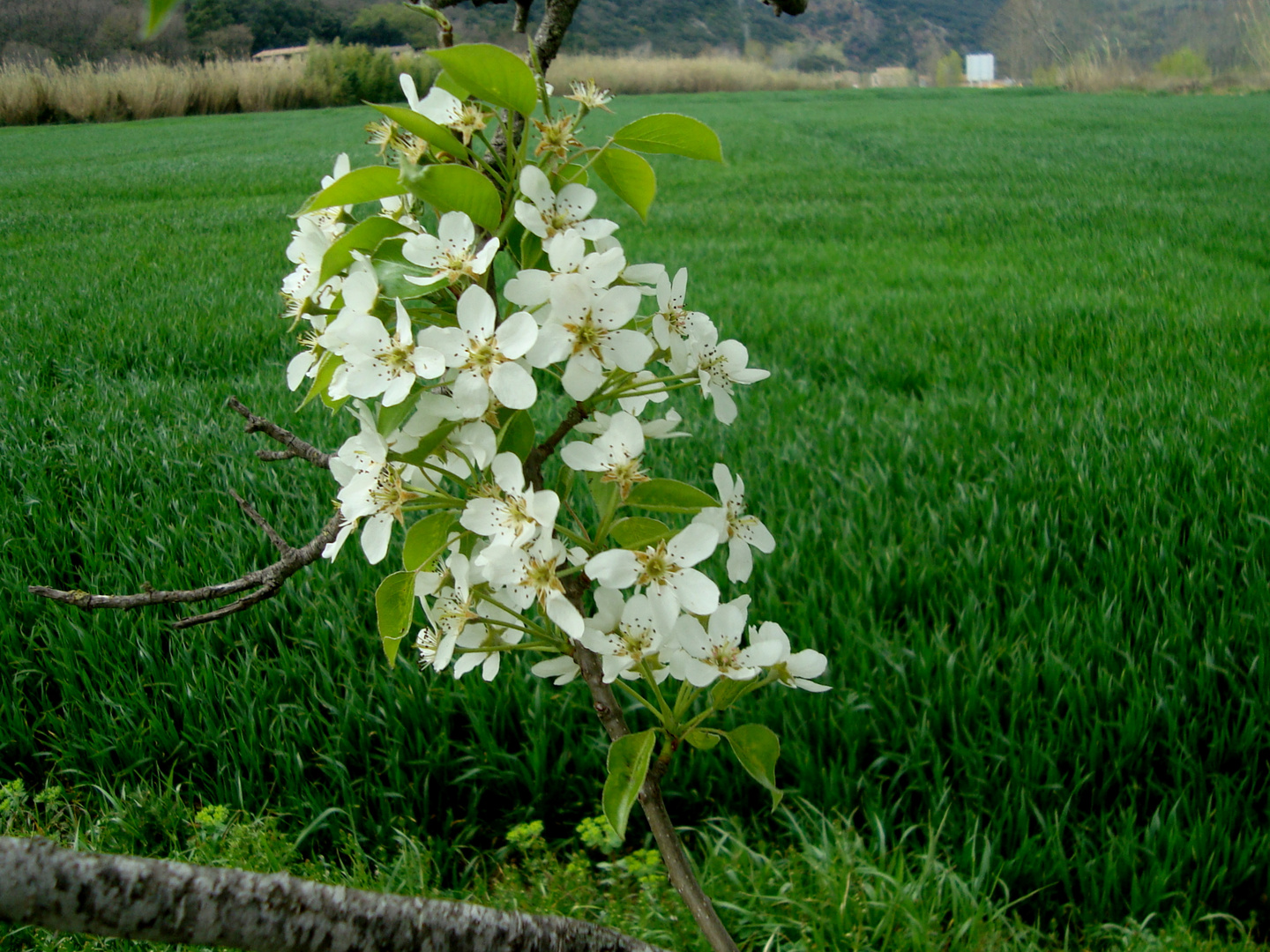 FLORES DE PERAS 3