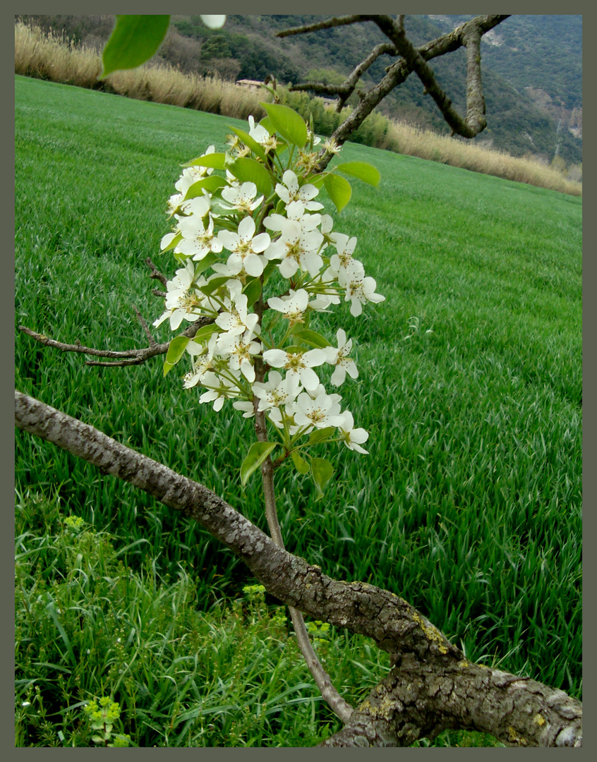 Flores de peras