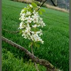 Flores de peras