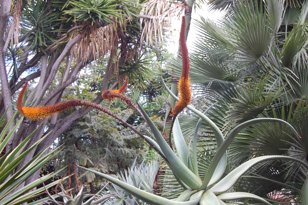 Flores de planta seca