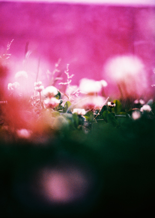 Flores de primavera de Anaïs Sol Barbena 