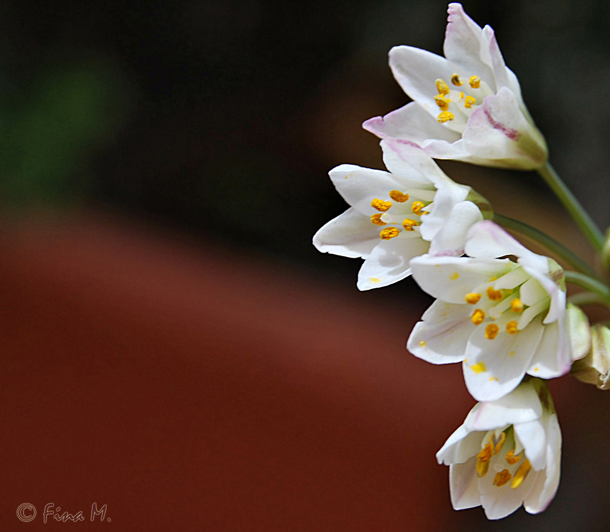 Flores de primavera