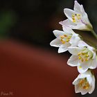 Flores de primavera