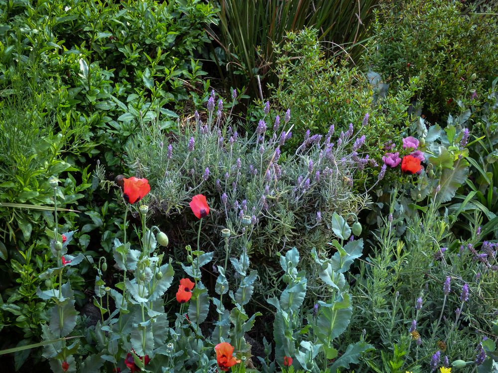 Flores de primavera