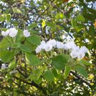 flores de primavera