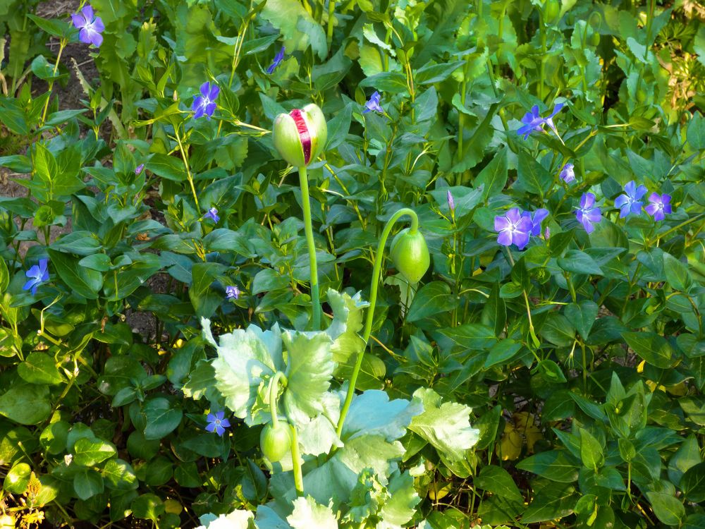 Flores de primavera