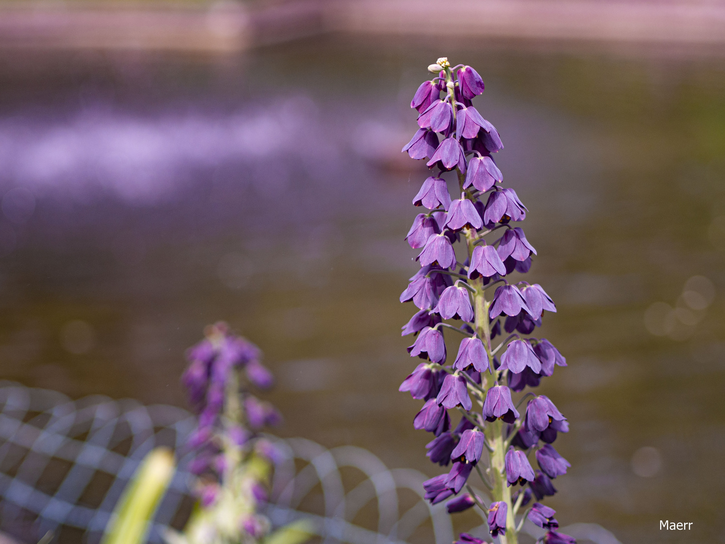 flores de primavera.