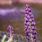 flores de primavera.