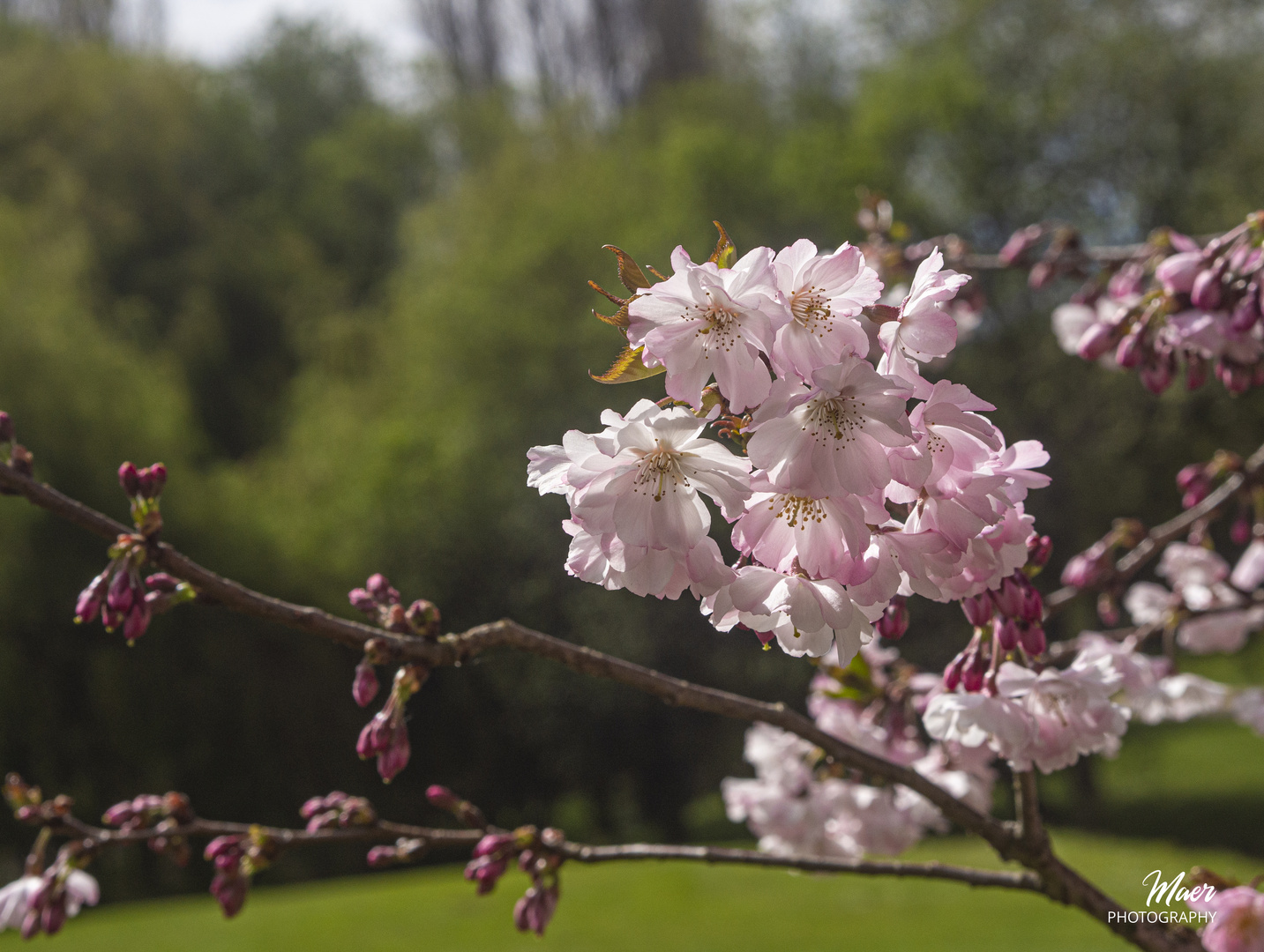 flores de primavera