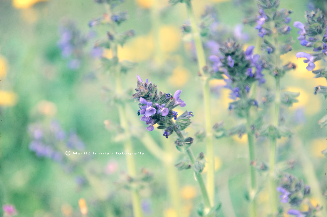 Flores de primavera