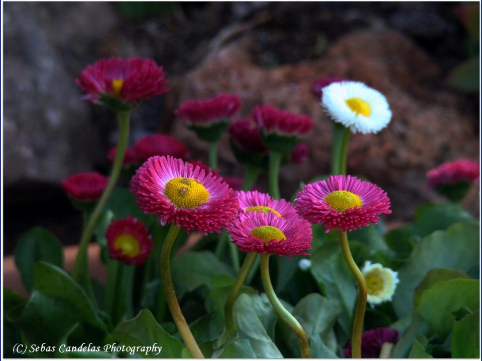 flores de primavera