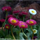 flores de primavera