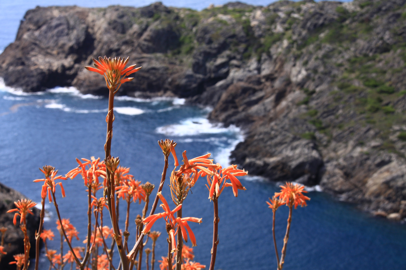 Flores de primer plano