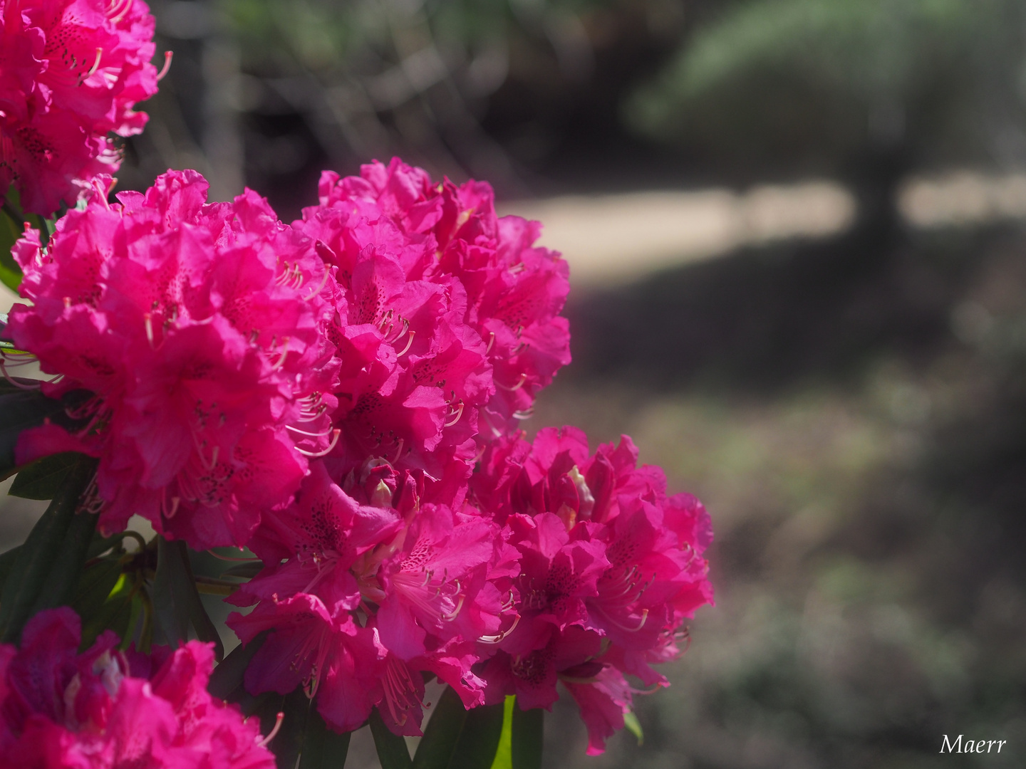 Flores de rododendro.