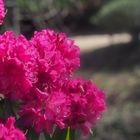 Flores de rododendro.