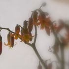 FLORES DE SUCULENTA