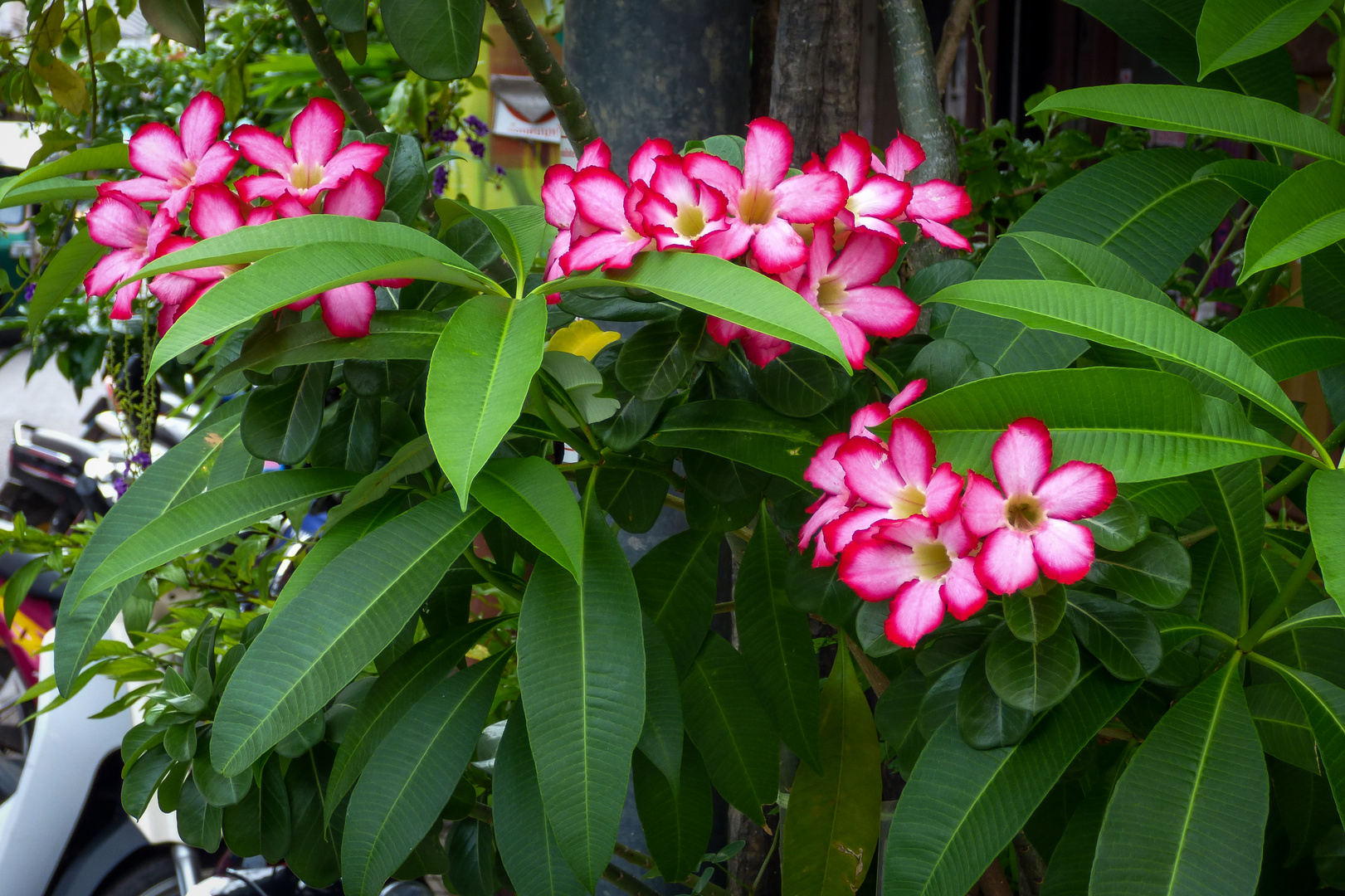 Flores de Tailandia