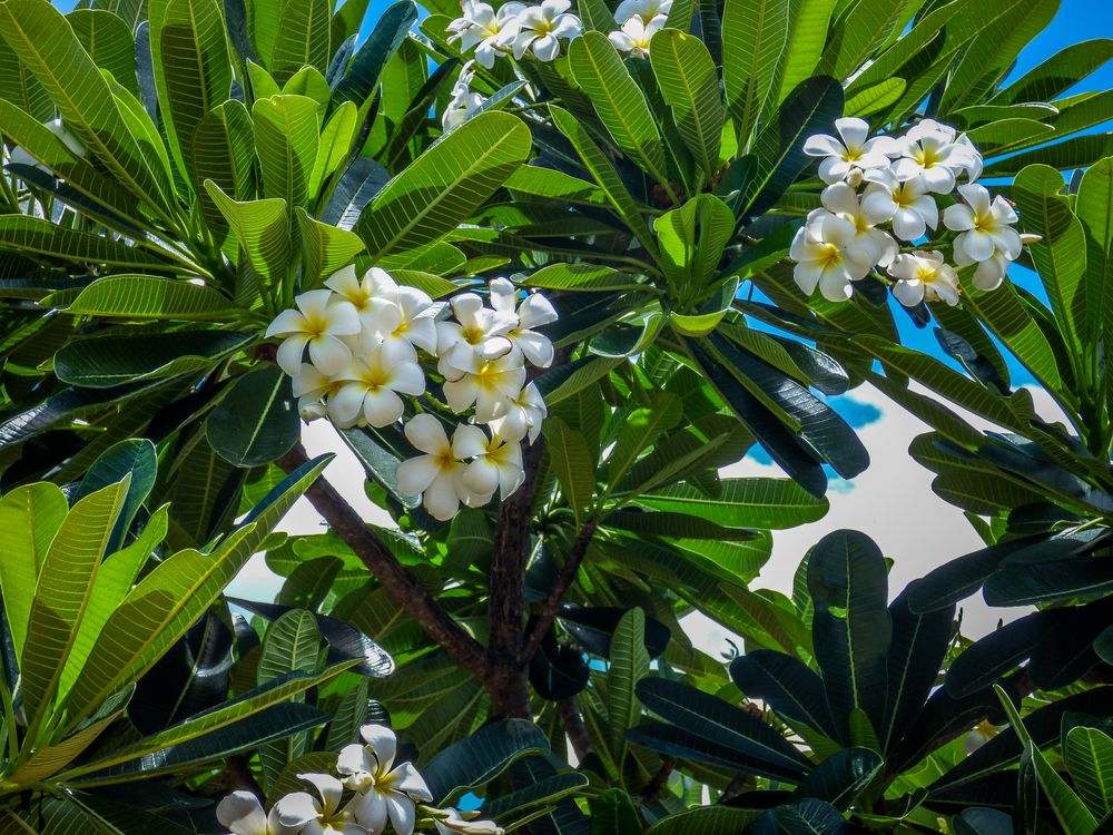 Flores de Tailandia II