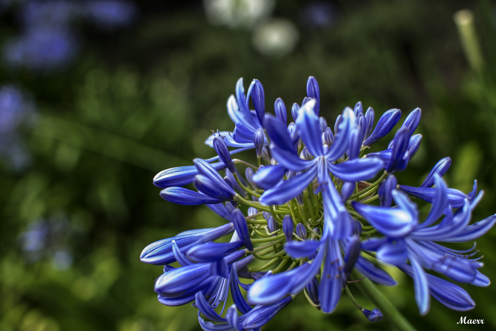 Flores de verano