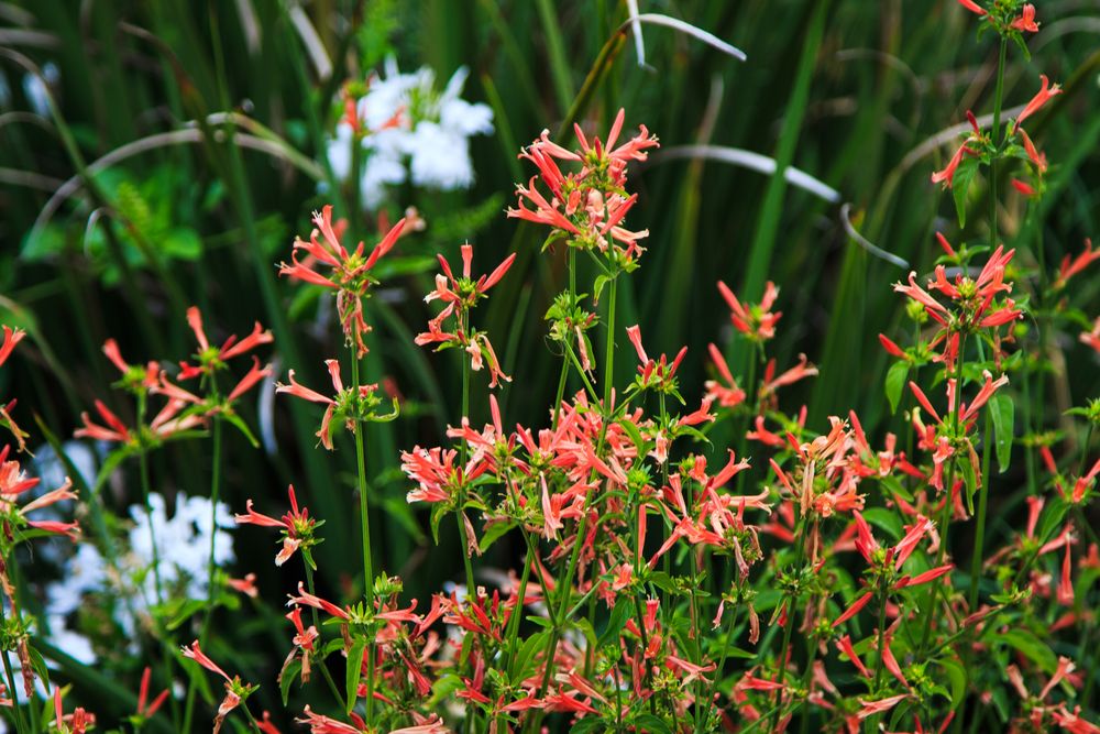 Flores de verano