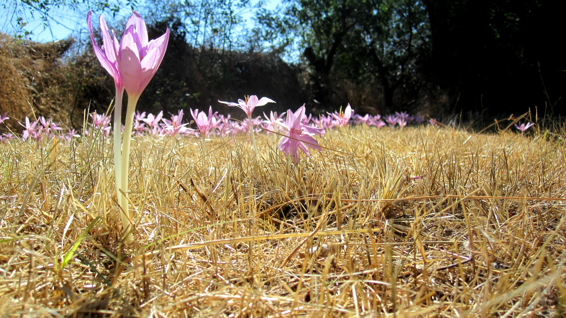 flores de verano