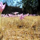 flores de verano