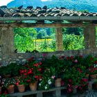 Flores de verano en Hostalets d´en Bas - La Garrocha -Girona