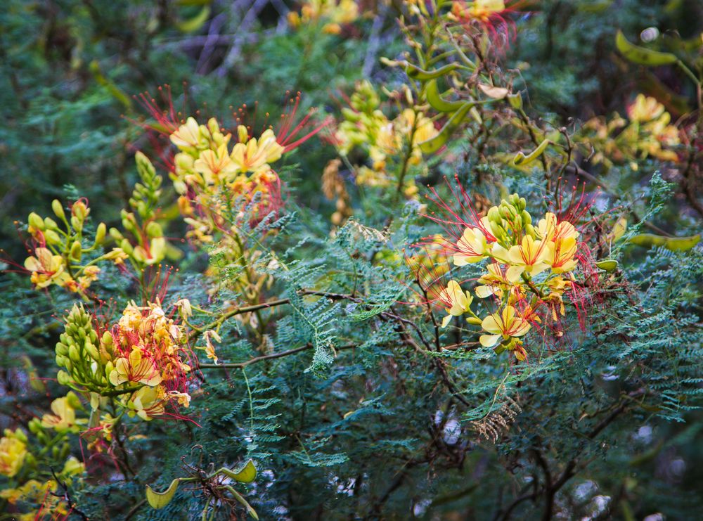 Flores de verano II