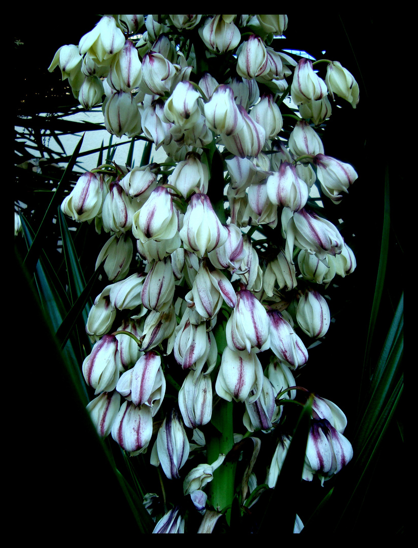 FLORES DE YUCA