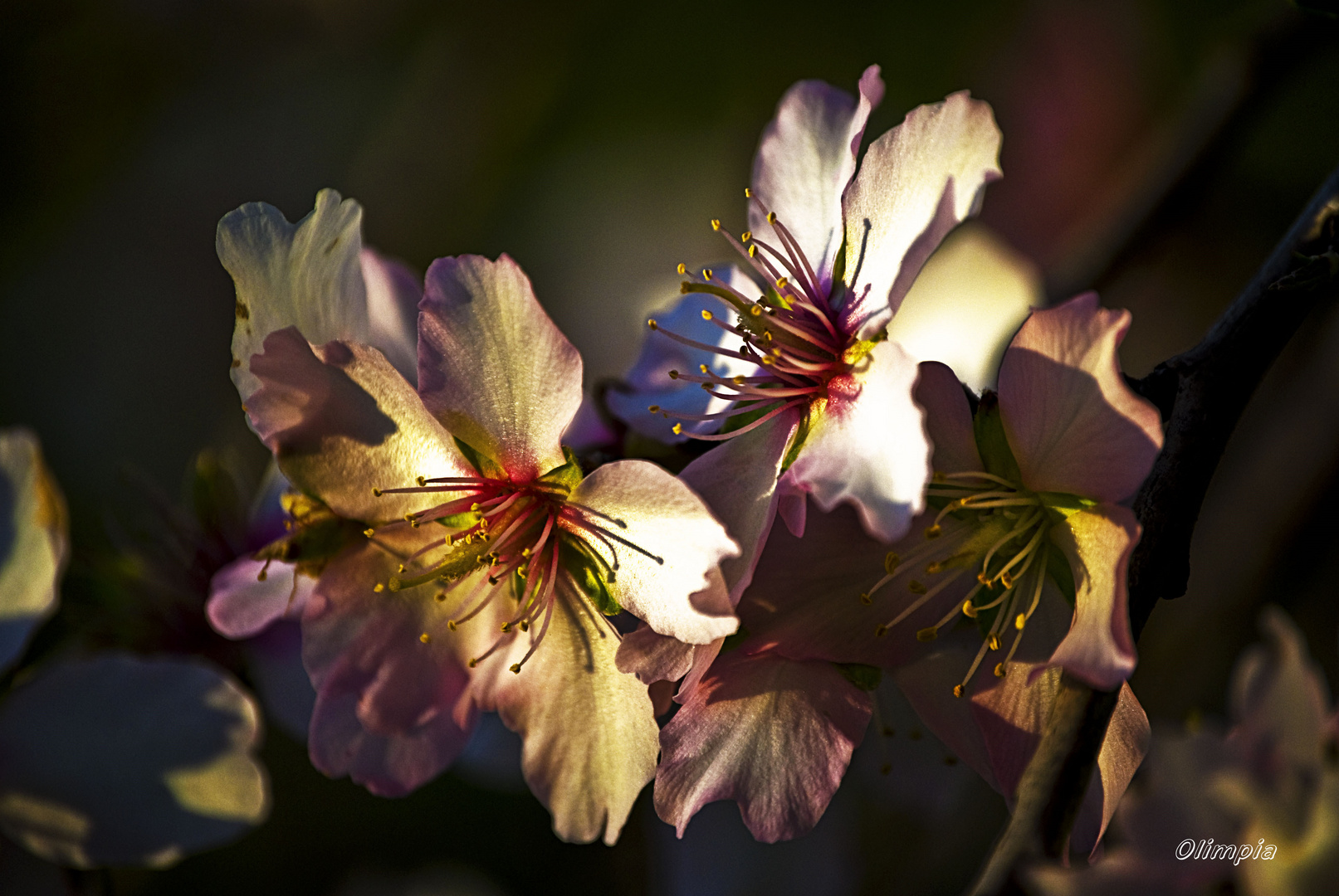 FLORES DEL ALMENDRO 5.