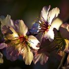 FLORES DEL ALMENDRO 5.