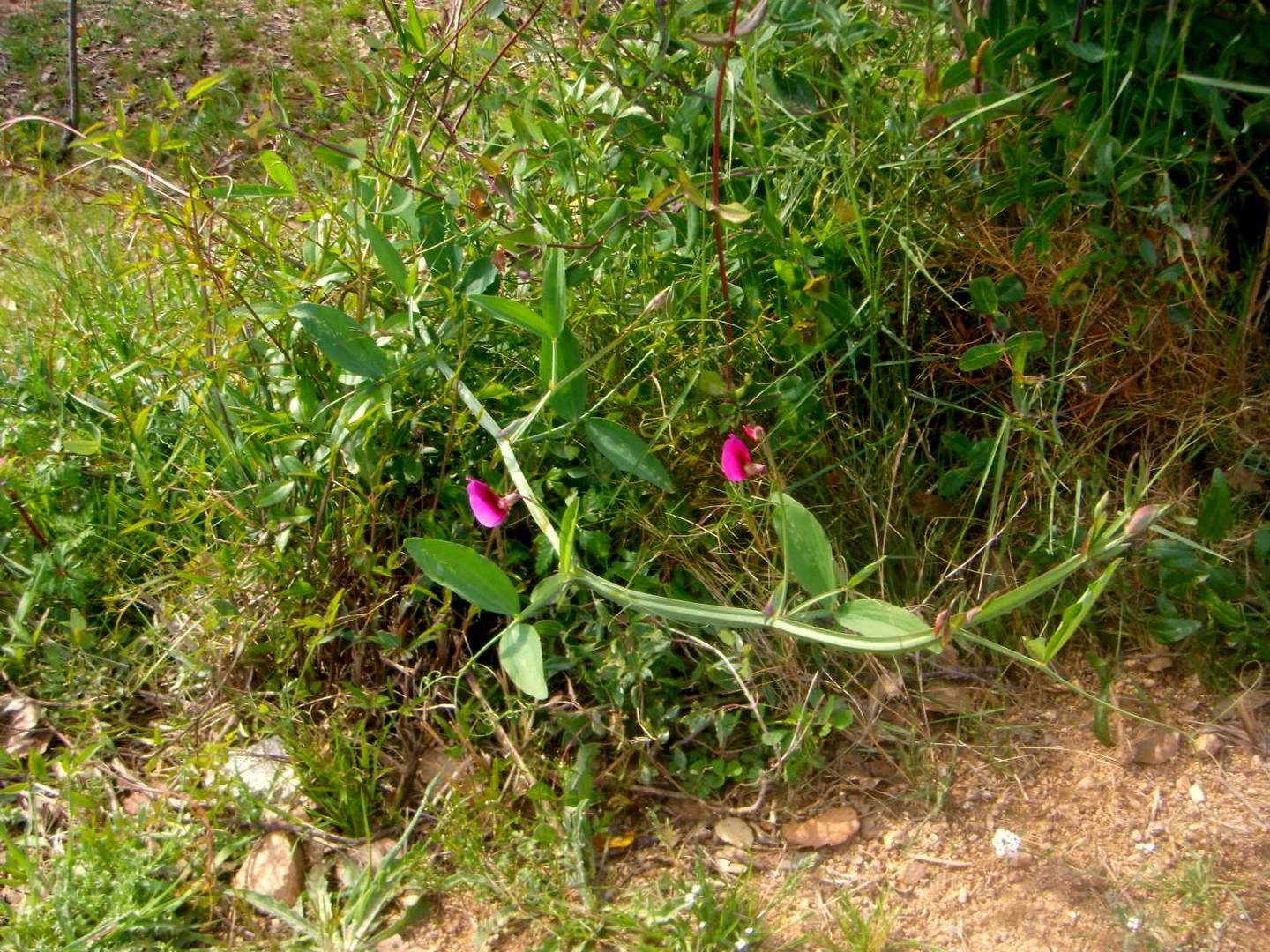 FLORES DEL BOSQUE