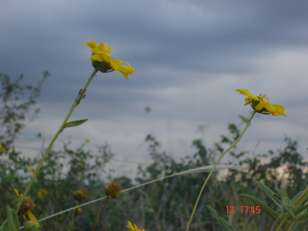 Flores del chaco