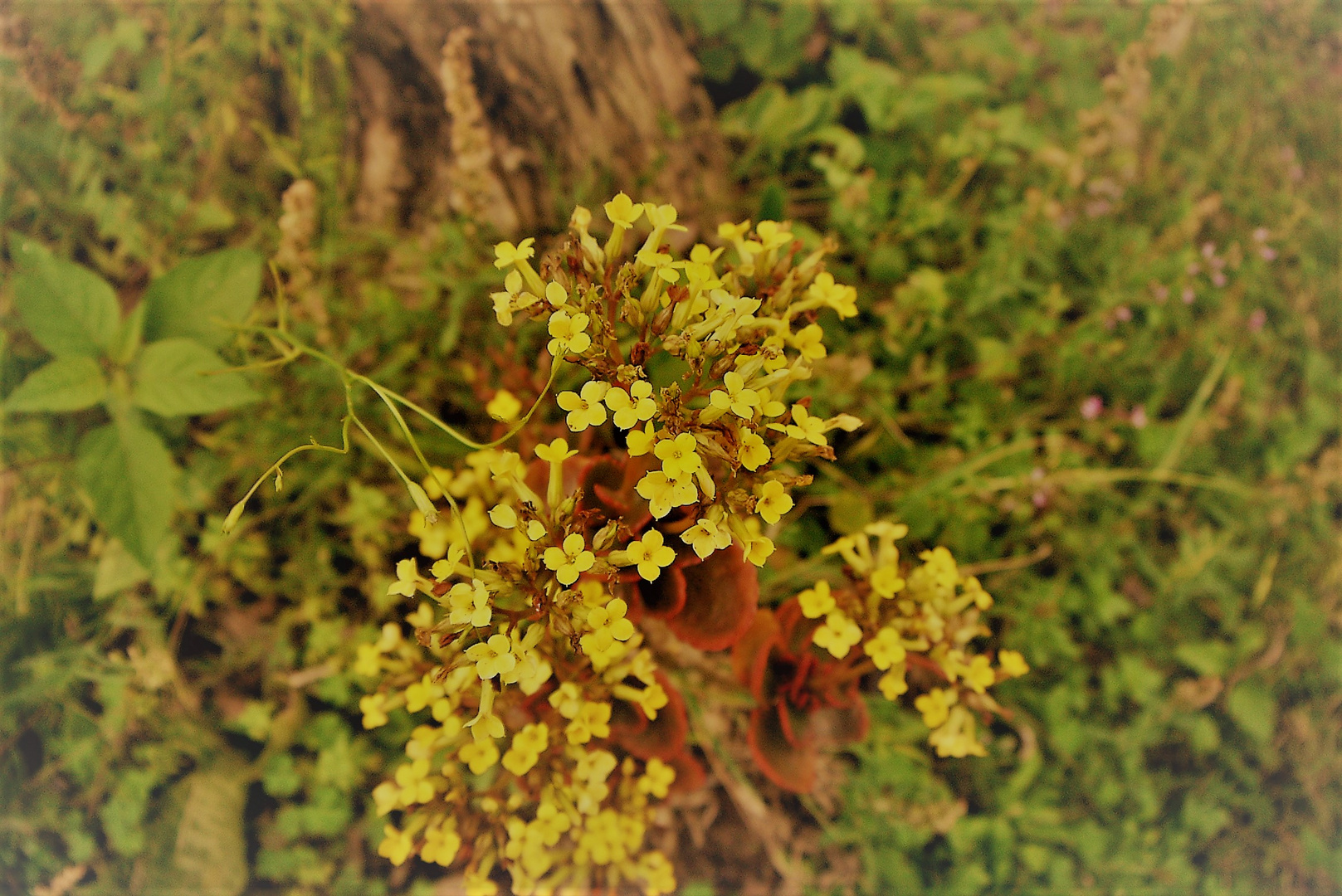 FLORES DEL ESTEROS DEL IBERA