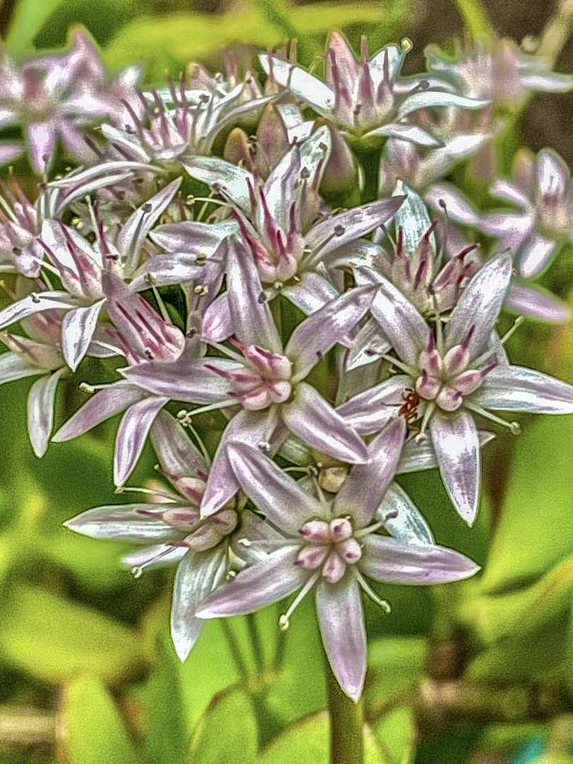 Flores del Jardín Crassula Ovata