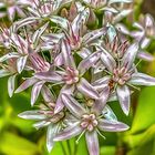 Flores del Jardín Crassula Ovata