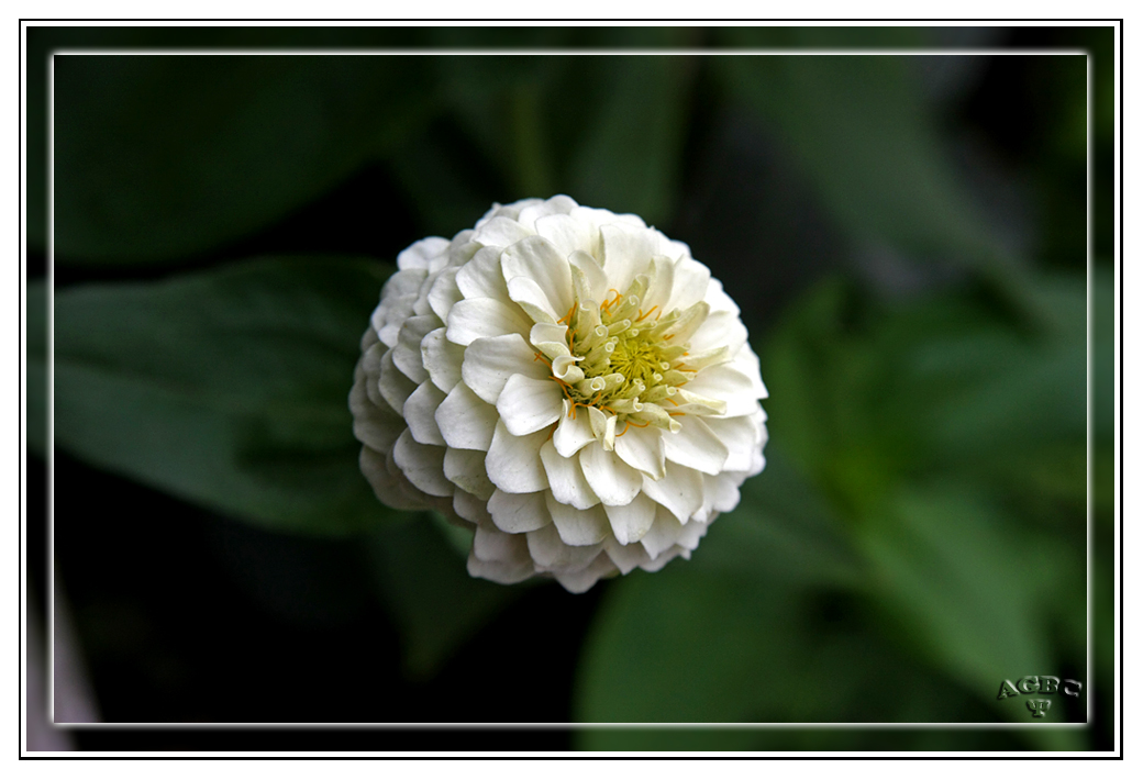 Flores del jardin de Benarum IV