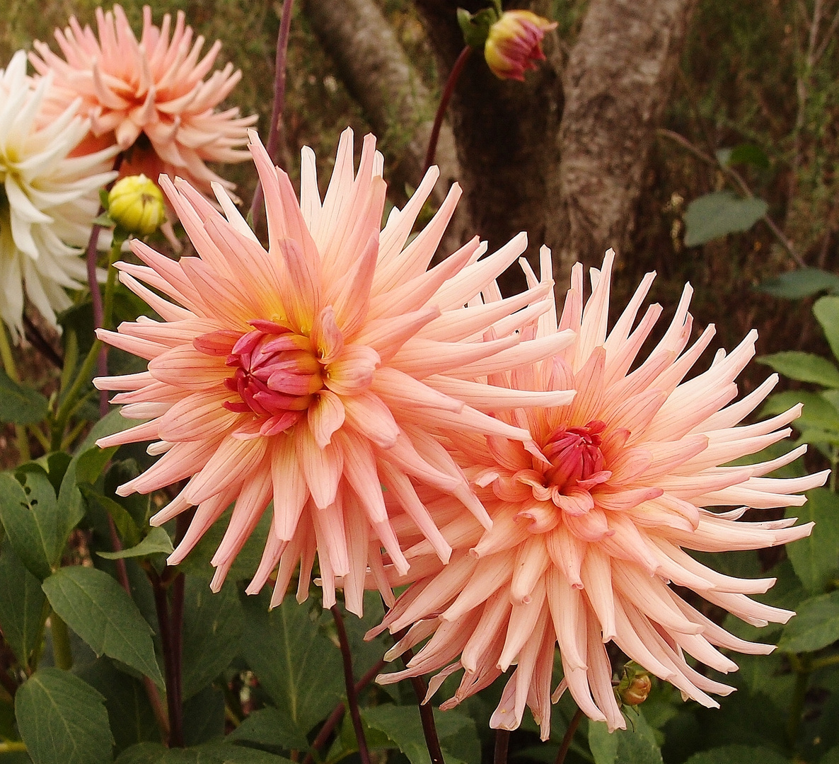 Flores del jardín de Chuchi