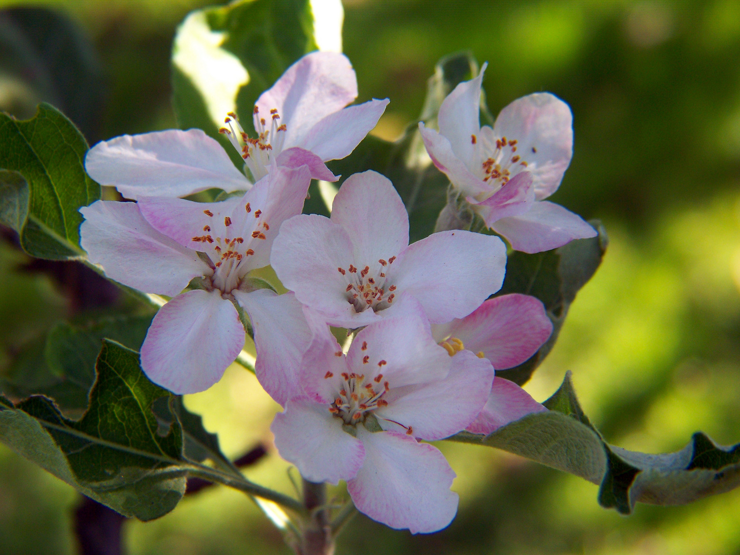 Flores del manzano