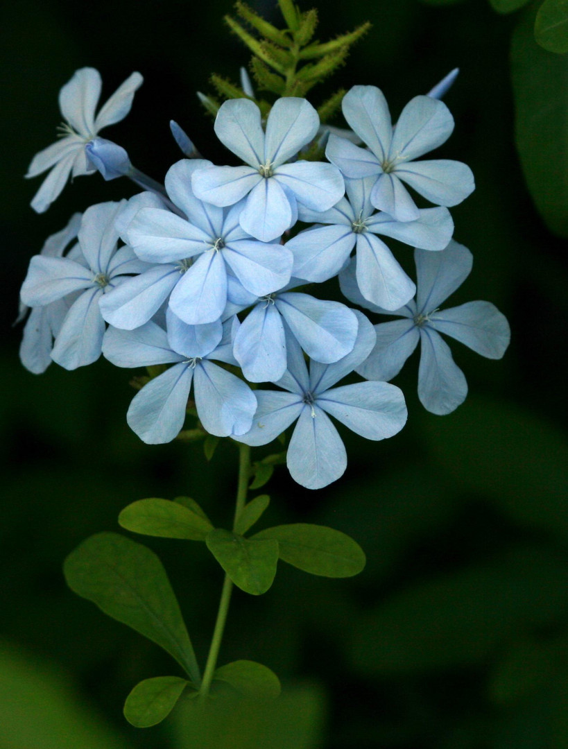 Flores del meditarraneo