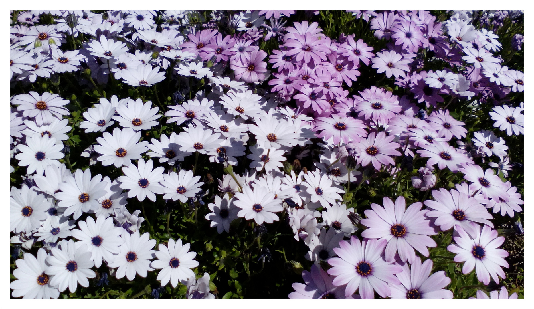 Flores del mes de Abril