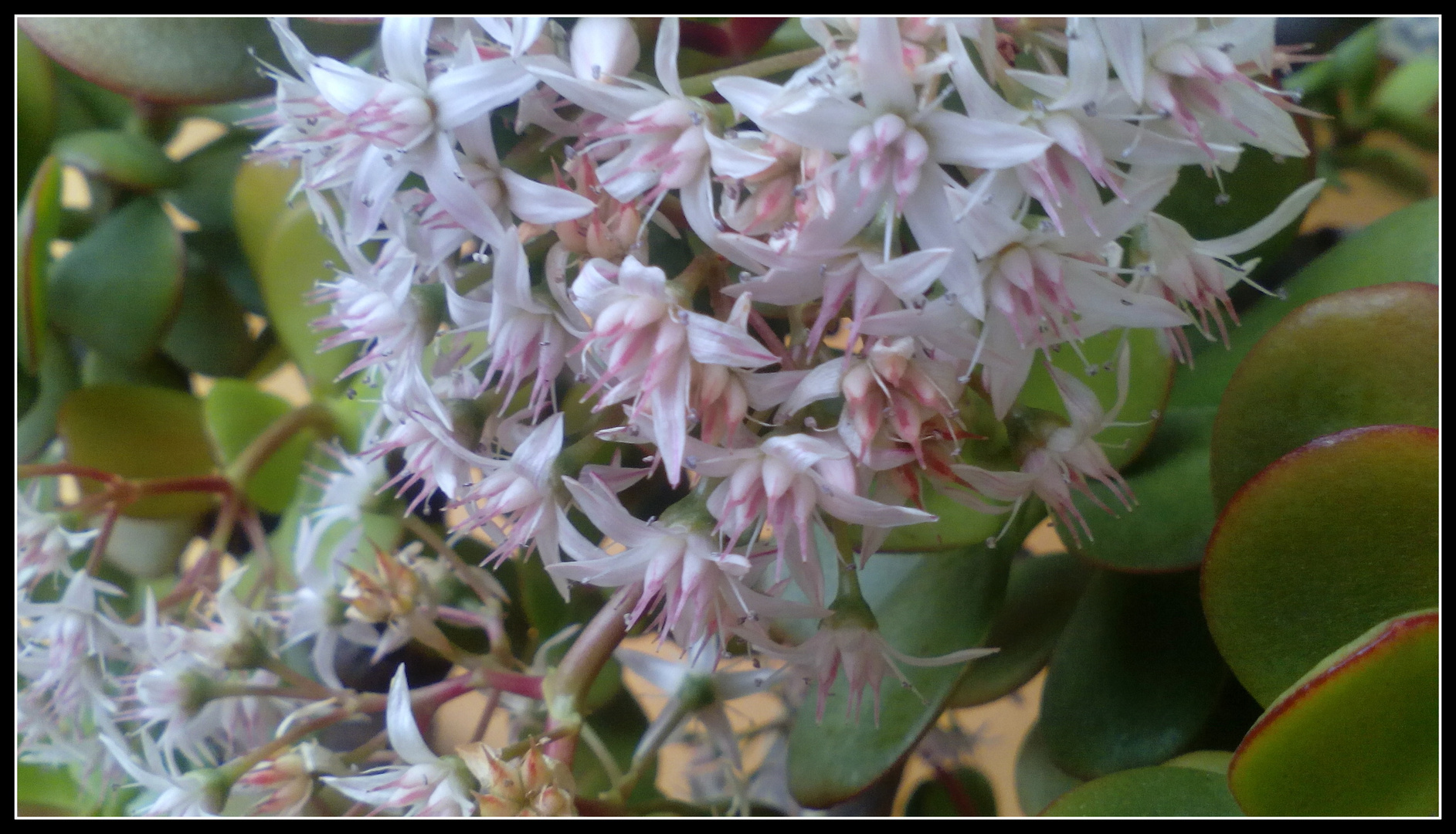 Flores del mes enero